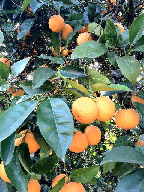 Naranjo & Naranjas