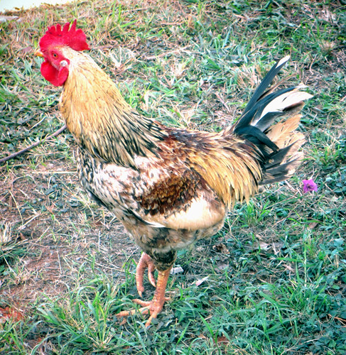 Cuba ~ rooster