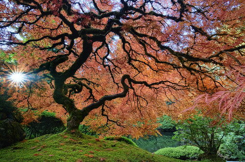 Japanese Garden - Portland OR by rlange4467