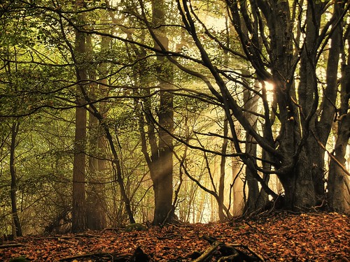 無料写真素材|自然風景|森林|樹木|薄明光線
