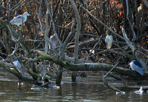 Black-crested Night Herons (immature top left, adult bottom right)