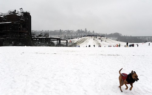 A happy leap! Rosie frolicking on the snow in her dog sweater with black fringed scarf, the big hill, Gas Works Park, Seattle, Washington, USA by Wonderlane