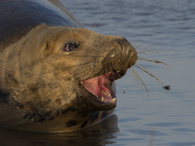 seal mouth open close up