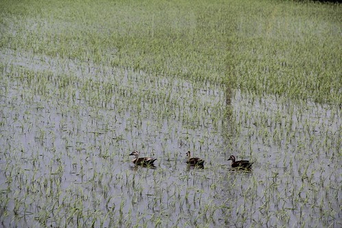 Ducks in a rice field 田園のカモ