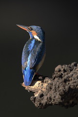 Martín pescador - Martiño - Alcedo atthis - Common Kingfisher