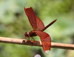 Dragonflies Thailand