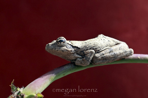 Tree Frog by Megan Lorenz