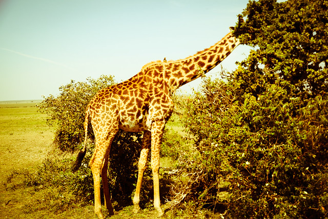 Giraffes (9)
