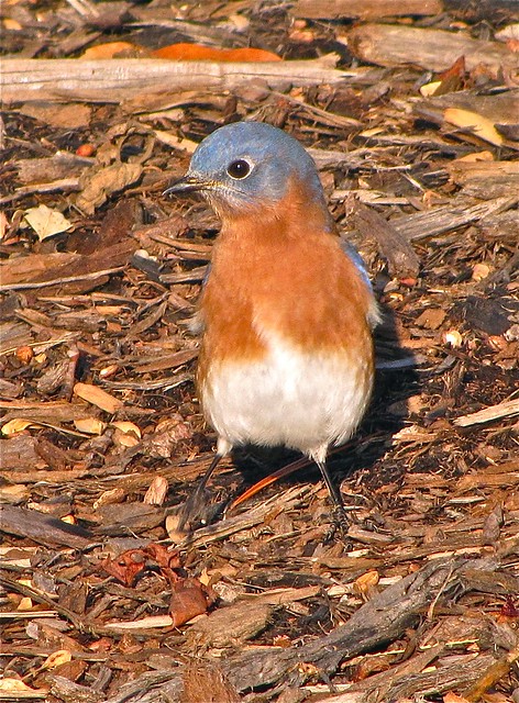 Eastern Bluebird at Lake Junaluska, NC 07
