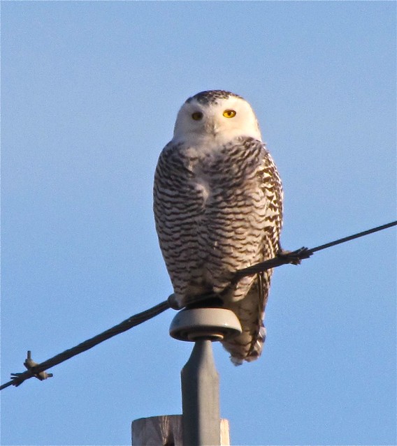 Snowy Owl in McLean County 15