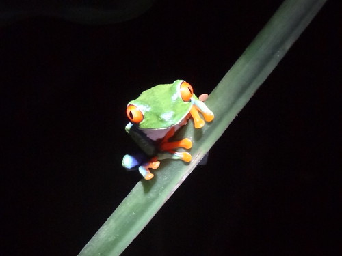 Red-eyed leaf frog - the mascot of Costa Rica