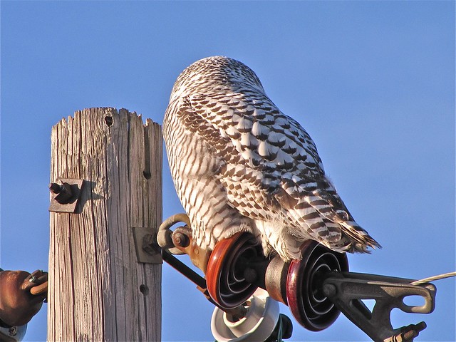 Snowy Owl in McLean County, IL 34