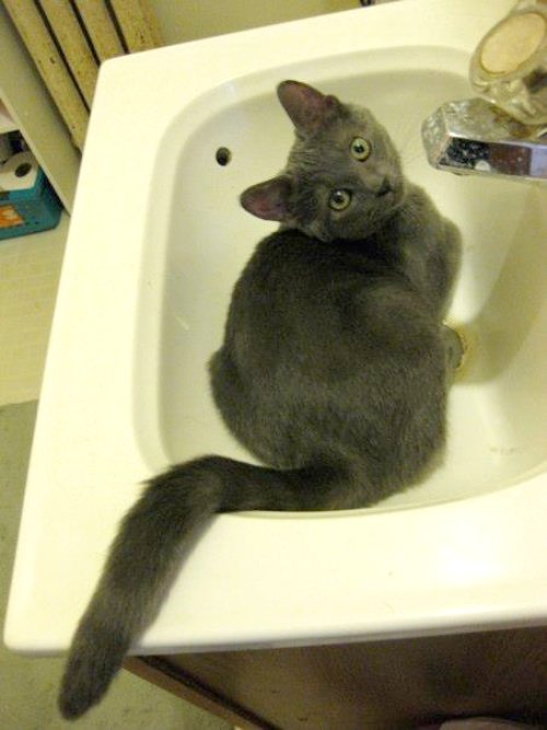Cat sitting in a bathroom sink