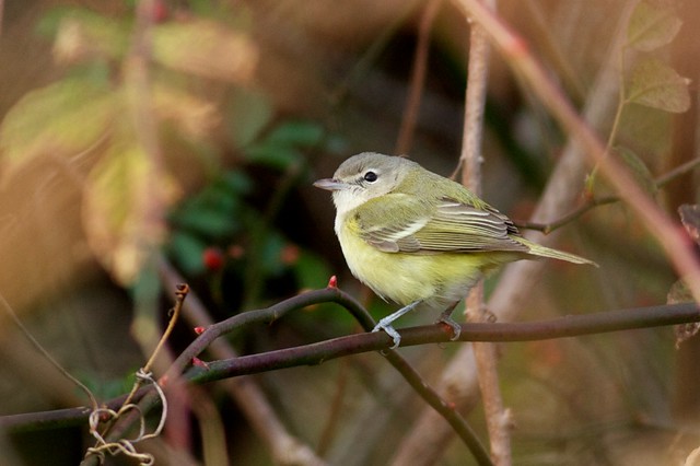 Bell's Vireo - New Jersey