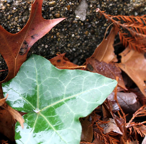 Single Ivy Leaf