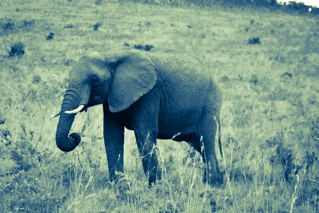 Kenyan Elephants! (4)