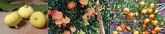 Fruit Trees - LSU Gold Fig, Eversweet Pomegranate, Kishu Mandarin