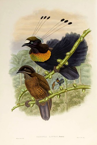 028-Ave del paraiso de Lawes-The birds of New Guinea and the adjacent Papuan islands..1875-1888-Vol I-Gould y Sharpe