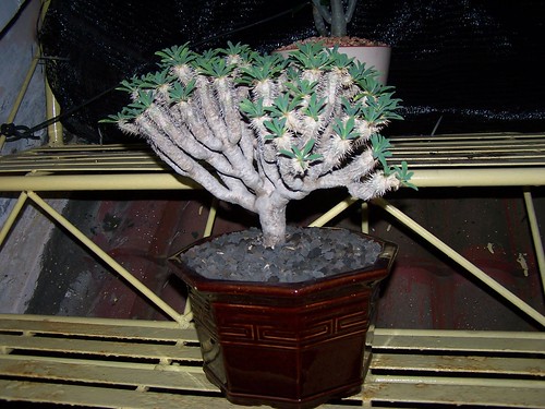 Euphorbia guilauminiana by GREGORIUZ