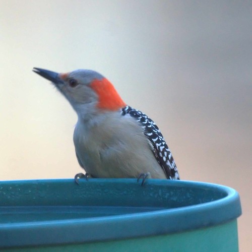 Red-bellied Woodpecker at the Birdbath