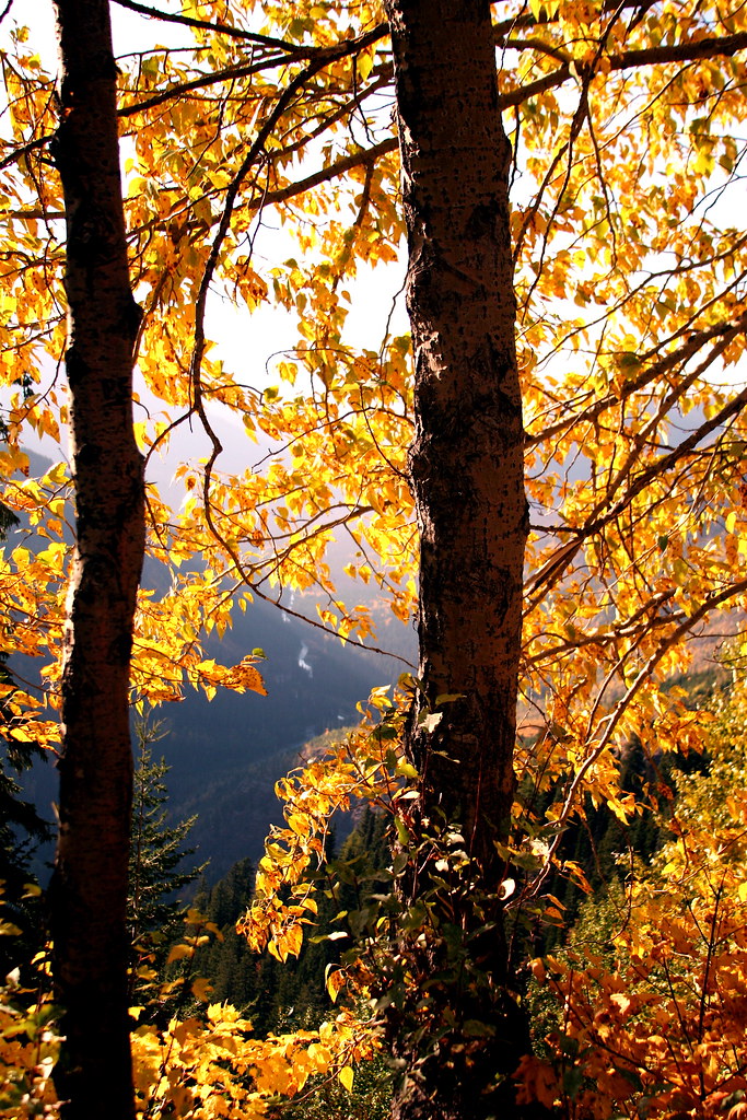 Montana Autumn
