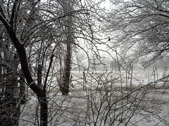 Snow 2012