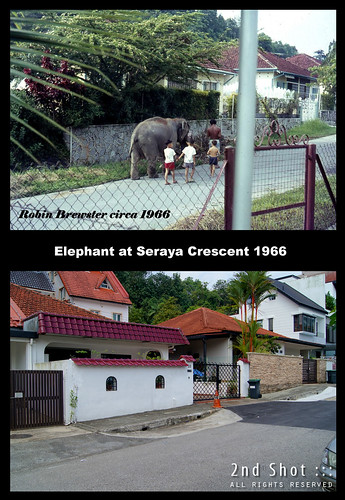 Elephant at Seraya Crescent