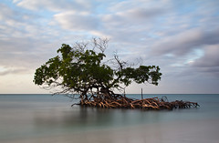 Mangrove at Cayo Levisa, par Franck Vervial