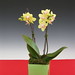 orchids 058