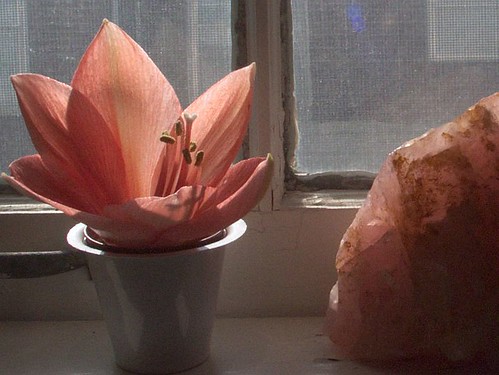 Amaryllis Bloom Beside Pink Quartz