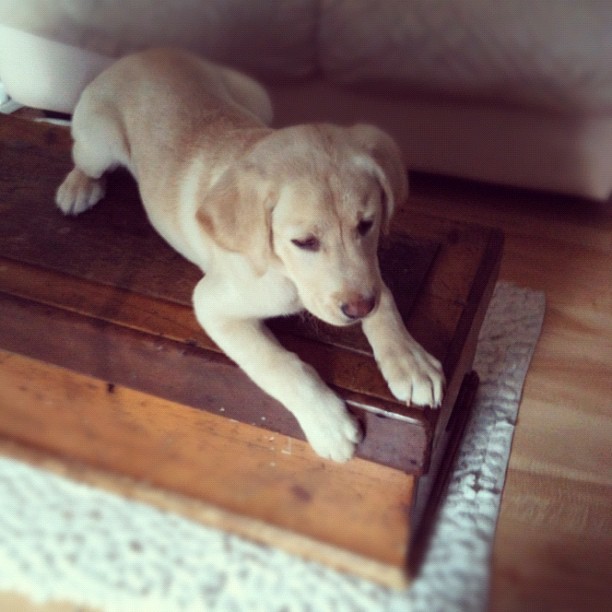 Ruh Row. Puppy on a table.