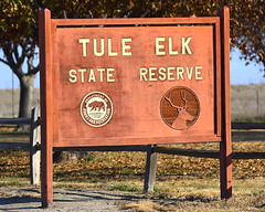 Tule Elk State Reserve, CA