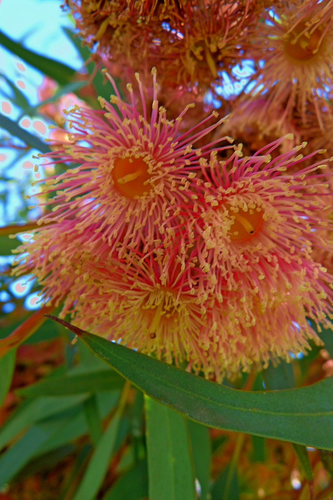 04-02-2012-eucalyptus-torquata-bloom