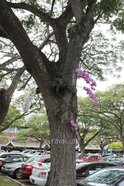 Changi Airport Orchid in the Carpark