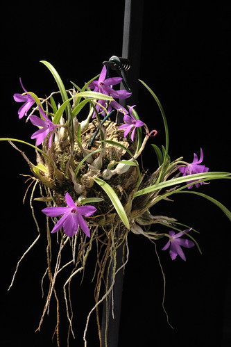 Sophronitella violacea by Mikaels orchids