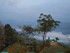 Glenburn Tea Estate -  Darjeeling, India 
