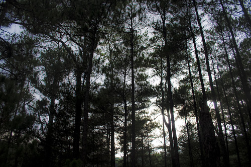 forest in baguio