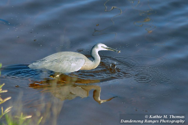 What has the White-faced Grey Heron caught?