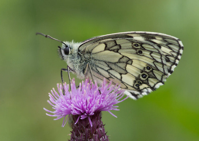 marbled white butterfly 5