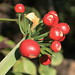 Clivia nobilis berries