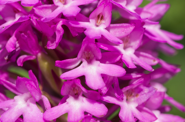 pyramidal orchid close up