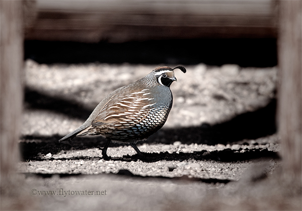 Male California Valley Quail - Framed by Old Fence