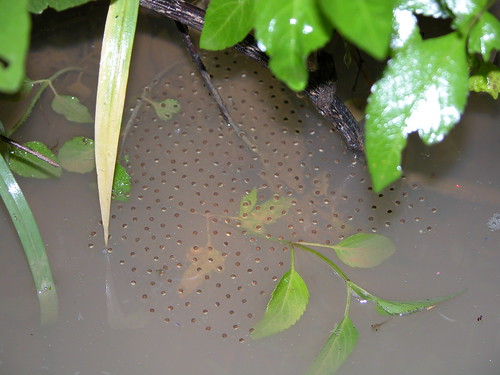 史丹吉氏小雨蛙在雨後大量產卵，卵粒就漂浮在水面上。(林春富攝)