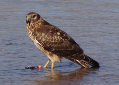 Northern Harrier and prey in the Rio Grande