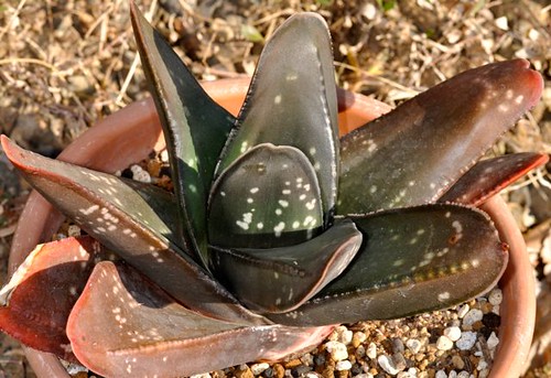 Gasteria excelsa by gasteriafile