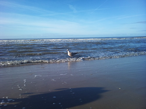 Stupid seagull by XPeria2Day