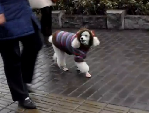 dressed-up dog by joe with a camera