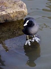 Abingdon (Birding)