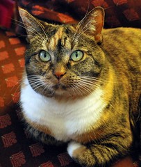 Gracie, our older cat, 2012
