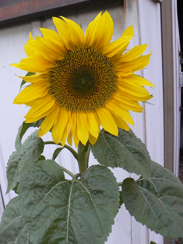Sunflower, planted by a helpful bird